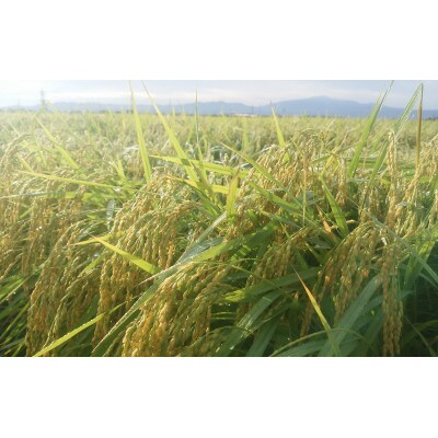 山形県酒田市　コシヒカリ10kg　玄米　令和5年産 農家直送