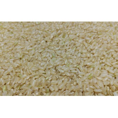 山形県産　つや姫　玄米10kg　令和5年産　農家直送