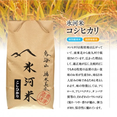 氷河米　コシヒカリ　白米5kg×2袋　計10kg　山形県庄内産　農家直送　