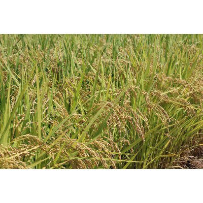 令和3年産 つや姫(精米)5kg×2 農産物検査員おすすめの庄内米