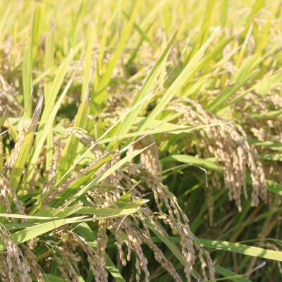 令和5年産　つや姫・雪若丸各5kg　農産物検査員おすすめの庄内米2種
