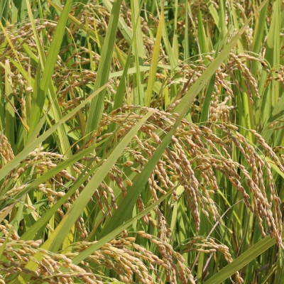 令和5年産 つや姫(精米)5kg×2 農産物検査員おすすめの庄内米