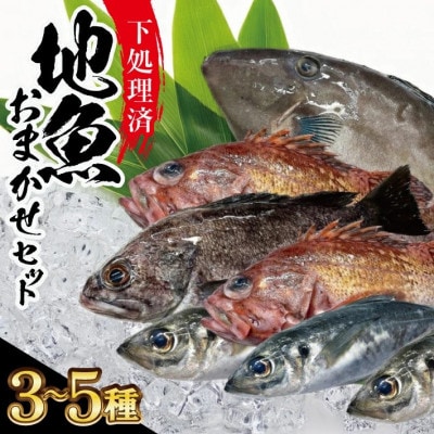 地魚おまかせセット(下処理済) 計1kg以上(3～5種類入) 産地直送