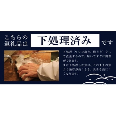 地魚おまかせセット(下処理済) 計1kg以上(3～5種類入) 産地直送