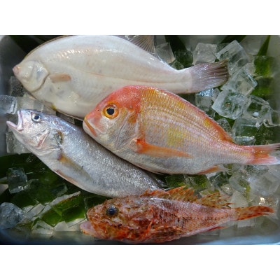 地魚おまかせセット(下処理済) 計1kg以上(3～5種類入) 産地直送