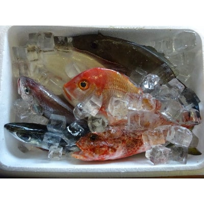 地魚おまかせセット計2kg以上(4～6種類入) 産地直送