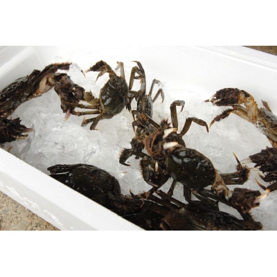 生・天然モクズガニ 1箱(2kg以上) 12～20匹