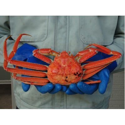 生・本ズワイガニ 1匹 約400g