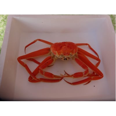 生・本ズワイガニ 1匹 約400g