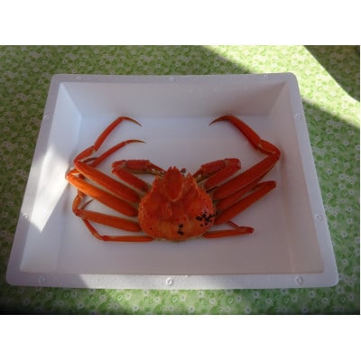 生・本ズワイガニ 1匹 約400g