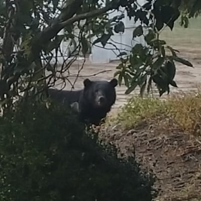 【返礼品なし】熊被害対策支援(山形県酒田市) | ふるさと納税のお礼品