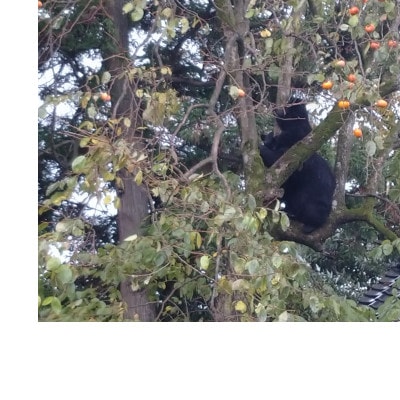 【返礼品なし】熊被害対策支援(山形県酒田市)