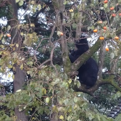 【返礼品なし】熊被害対策支援(山形県酒田市)　寄附金額5,000円