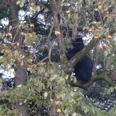 【返礼品なし】熊被害対策支援(山形県酒田市)　寄附金額10,000円