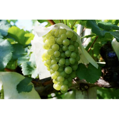 【山梨ワイン】蔵元直送「OLIFANTシャルドネ樽発酵750ml×2本セット」