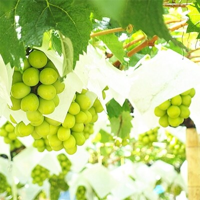 【2022年8月下旬から順次発送】【大人気】山梨県産 農園直送!シャインマスカット 約1.2kg