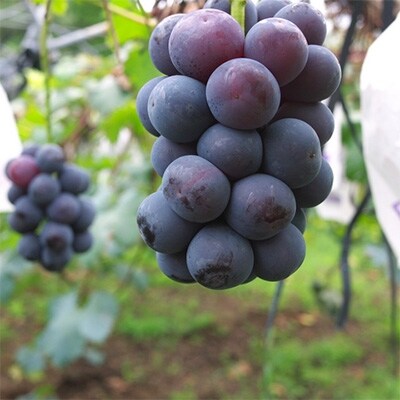【鮮度バツグン】農家直送!ぶどう名産地≪山梨の種無しピオーネ≫　 秀品　約1.5kg(3～5房)