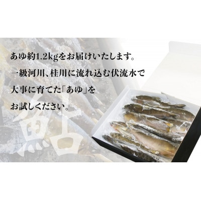 山梨県産　桂川の冷凍あゆ　約1.2kg(約13～15尾)