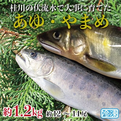 山梨県産　桂川の冷凍あゆ・やまめセット　計:約1.2kg(約12～14尾)
