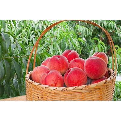 日本一の桃の里・山梨県産  完熟桃　約2Kg (4～7玉)