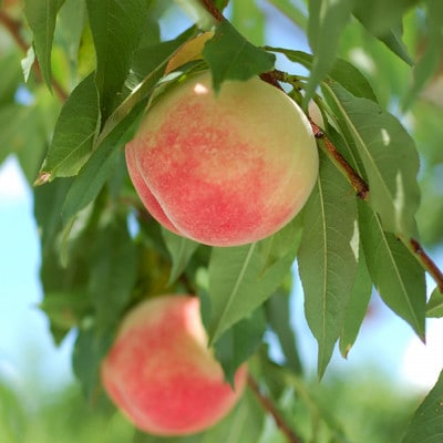 山梨県の桃(白鳳系)約2kg・4～8玉