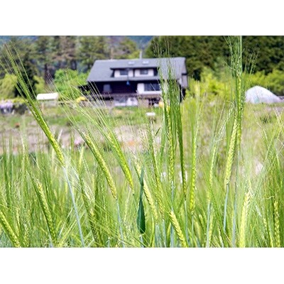 大月エコの里産もち麦　キラリモチ　2.1kg(700g×3袋)