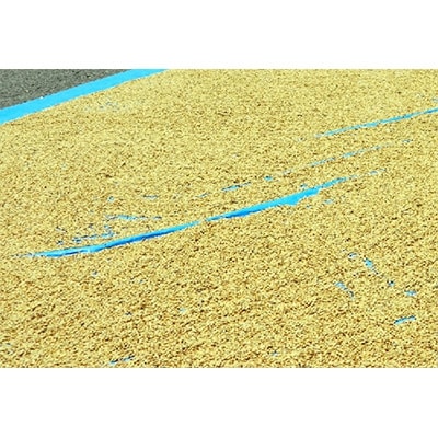 大月エコの里産もち麦　キラリモチ　2.1kg(700g×3袋)
