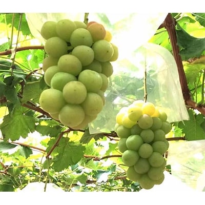 【数量限定】山梨県産　高級シャインマスカット 約2kg(3～7房)