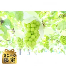 【さとふる限定】【先行受付】リッチ・ザ・シャインマスカット　合計1.2kg・2房