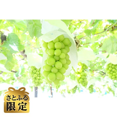 【さとふる限定】【2023年産】リッチ・ザ・シャインマスカット　合計1.2kg・2房