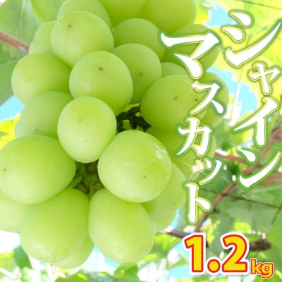 【2027年収穫分先行受付】鮮度抜群 産地直送シャインマスカット2房(約1.2kg)