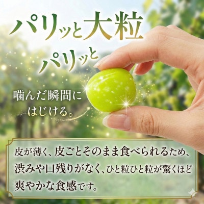 【2026年収穫分先行受付】鮮度抜群 産地直送シャインマスカット2房(約1.2kg)