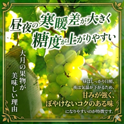 【2026年収穫分先行受付】鮮度抜群 産地直送シャインマスカット2房(約1.2kg)