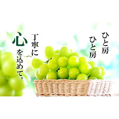 【2025年収穫分先行受付】鮮度抜群 産地直送シャインマスカット3～4房(約2.4kg)