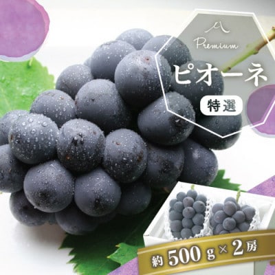 【2025年発送】【先行受付】大粒で果汁たっぷり!山梨の特選ピオーネ(種なし)2房