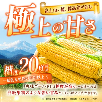 【2026年収穫分先行予約】【訳あり】富士山 恵味ゴールド トウモロコシ　10～15本