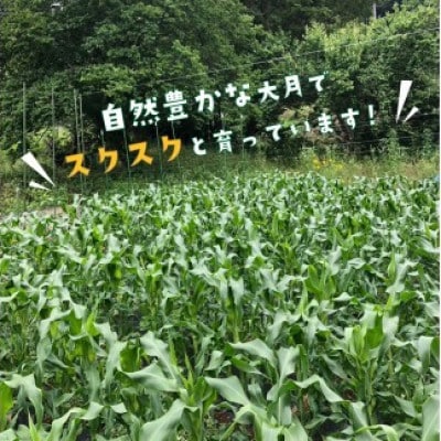 【2026年収穫分先行予約】富士山の白いトウモロコシ　5本
