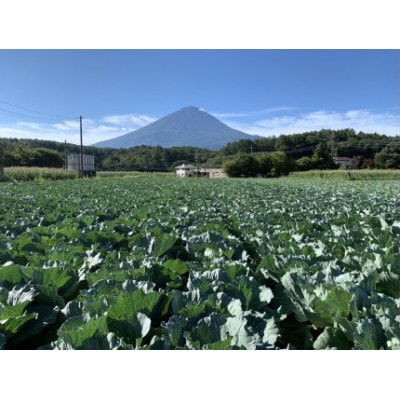 【2026年出荷分先行予約】富士山キャベツ　8玉(9kg)