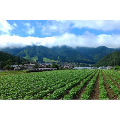 《期間限定》飛騨ありがとうファーム　野菜セット 5品 お野菜のレシピ付き