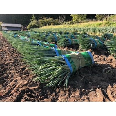 <訳あり>飛騨の根深 ネギ  3kg