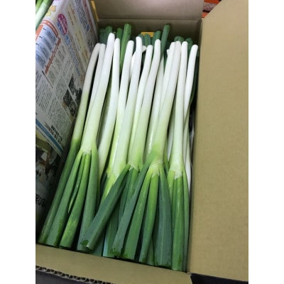 <訳あり>飛騨の根深 ネギ  3kg