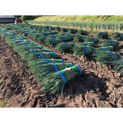 飛騨の根深 ネギ プレミアム 10本 (約2.5kg)