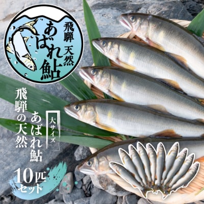 飛騨のあばれ鮎 天然鮎 大サイズ 10尾 宮川下流