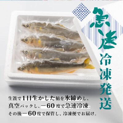 飛騨のあばれ鮎 天然鮎 大サイズ 10尾 宮川下流