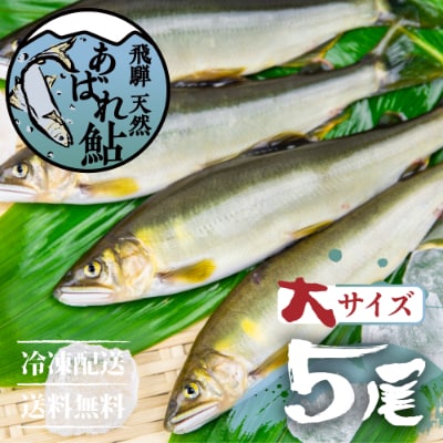 飛騨のあばれ鮎 天然鮎 大サイズ 5尾 宮川下流