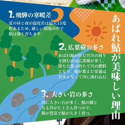 2023年 岐阜県産天然鮎 冷凍 4尾 18-22cm前後  飛騨のあばれ鮎