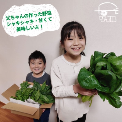 飛騨古川朝採り葉物野菜3点セット　ほうれん草・小松菜・春菊　計920g　栄養化が高い満足野菜5袋