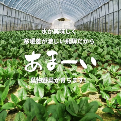 飛騨古川朝採り葉物野菜3点セット　ほうれん草・小松菜・春菊　計920g　栄養化が高い満足野菜5袋