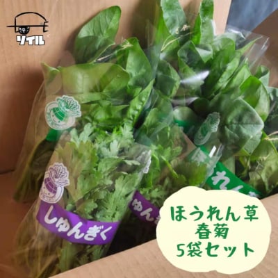 採れたて野菜!寒暖の差とおいしいお水で育つ葉物2点セット【ほうれん草・春菊】