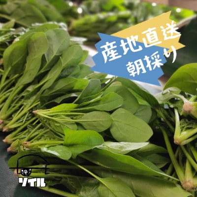 採れたて野菜!寒暖の差とおいしいお水で育つ葉物2点セット【ほうれん草・春菊】